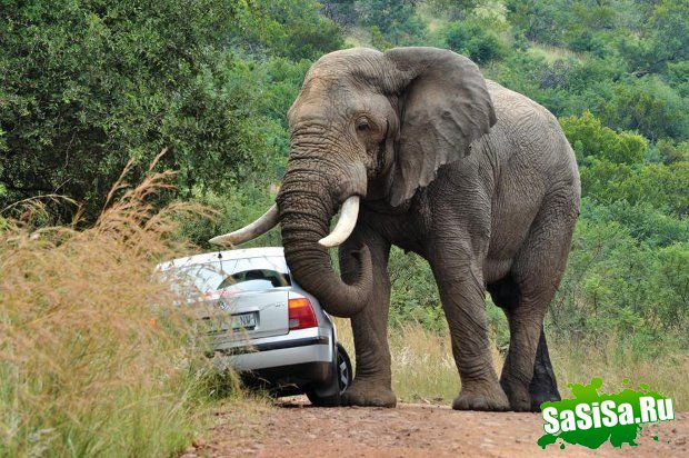 Не надо злить слона автомобилем (6 фото)