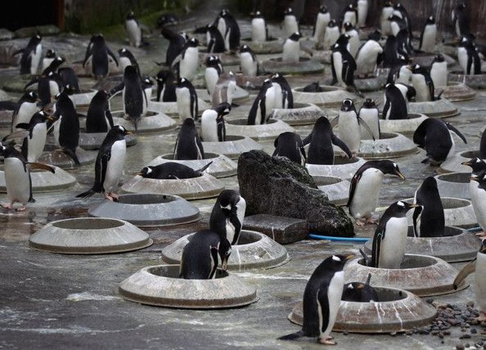 Жилищная программа для пингвинов (12 фото)