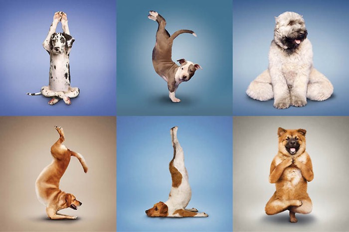 Собачья йога (10 фото)