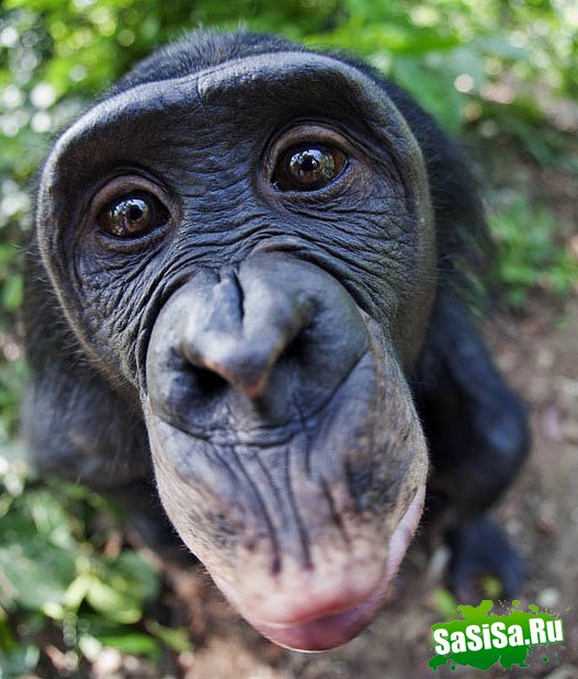  Lola ya Bonobo   (19 )