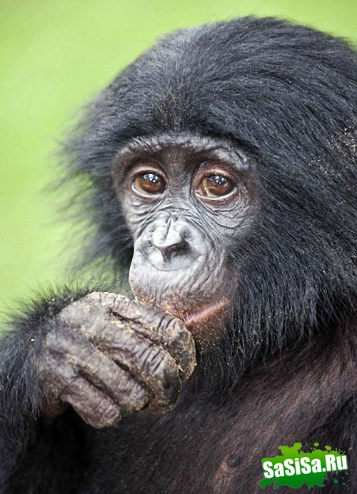  Lola ya Bonobo   (19 )