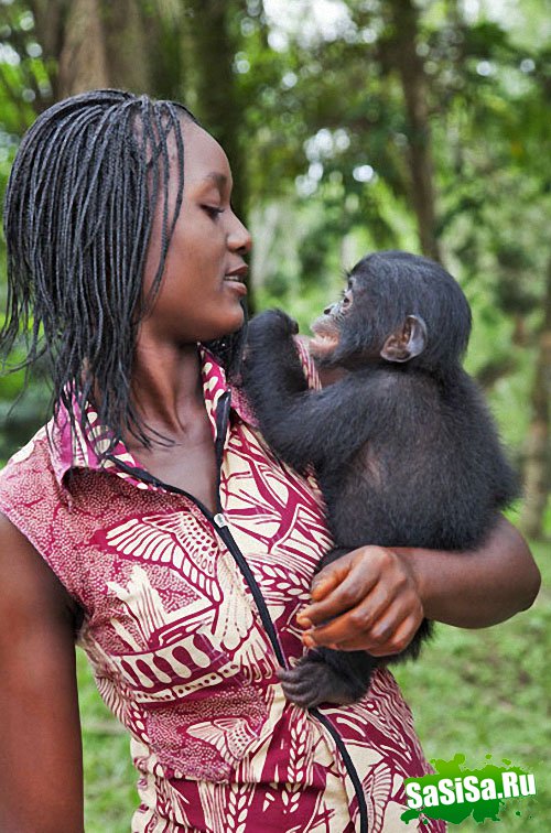  Lola ya Bonobo   (19 )