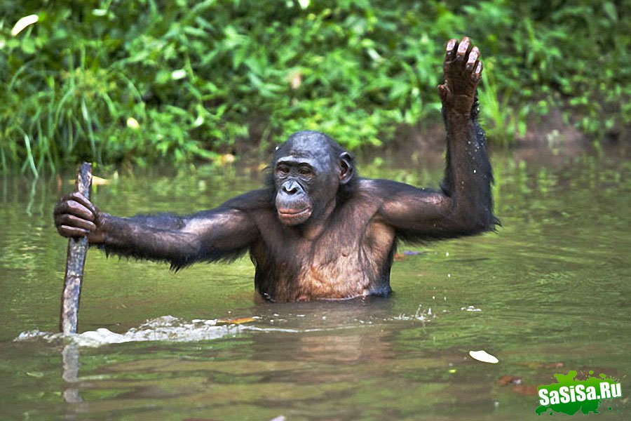  Lola ya Bonobo   (19 )