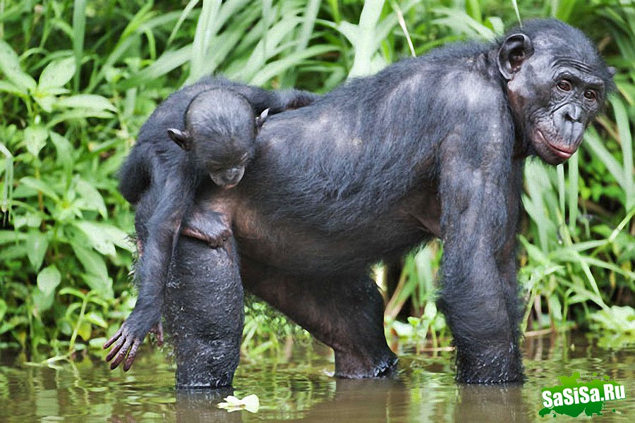  Lola ya Bonobo   (19 )