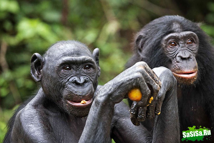  Lola ya Bonobo   (19 )