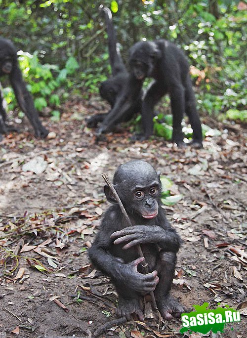  Lola ya Bonobo   (19 )