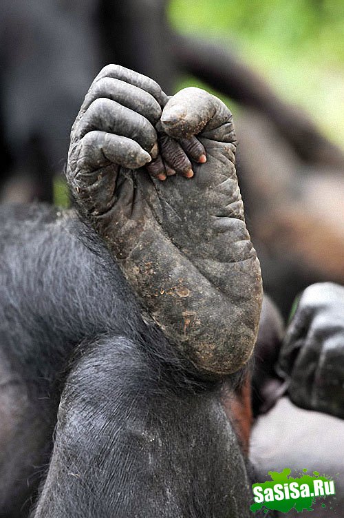  Lola ya Bonobo   (19 )