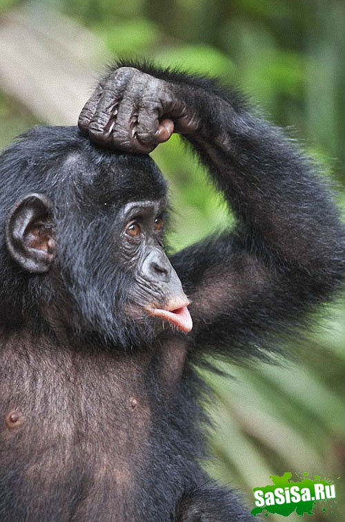  Lola ya Bonobo   (19 )