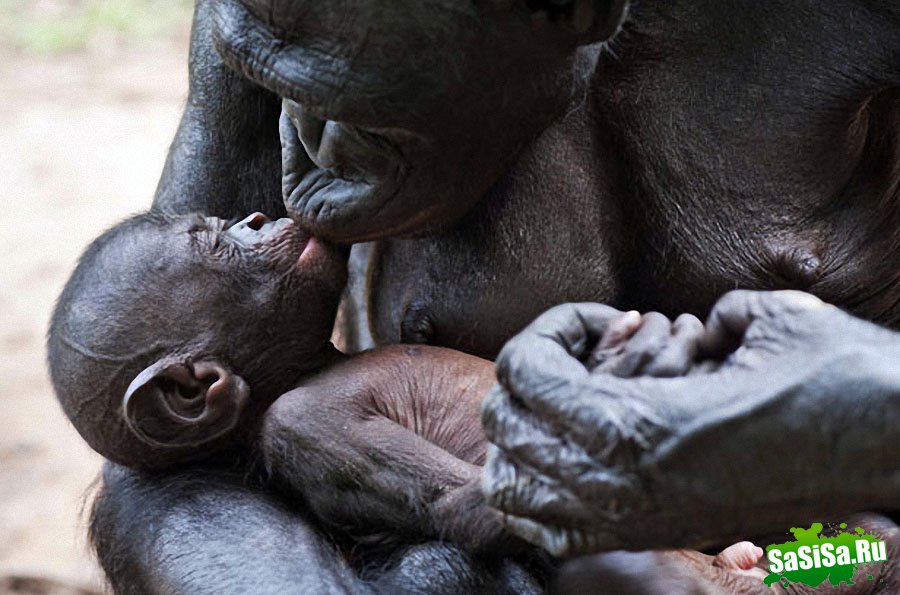  Lola ya Bonobo   (19 )