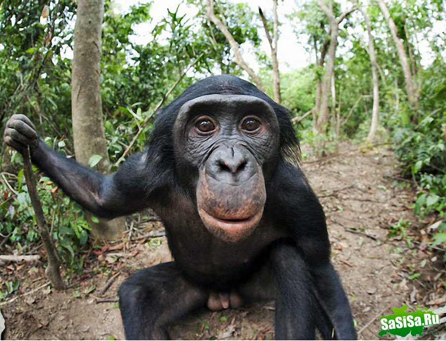  Lola ya Bonobo   (19 )