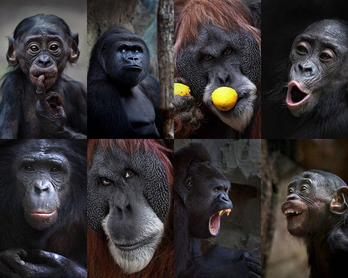 Человекообразные обезьяны Франкфуртского зоопарка (20 фото)