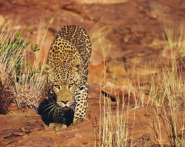 Знакомство с леопардом... (13 Фото)