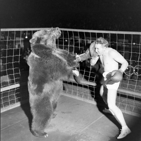 Битва с медведем (5 фото)