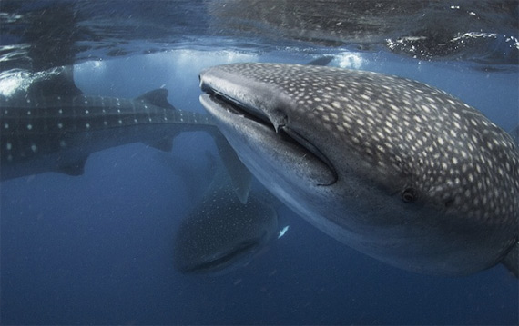 Столкновение с китовой акулой (3 фото)