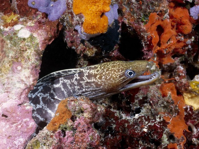 Мурена – одна из самых интересных и противоречивых рыб (14 фото)