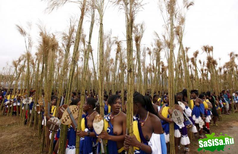 В Свазиленде - очередной ежегодный "танец тростника"-праздник