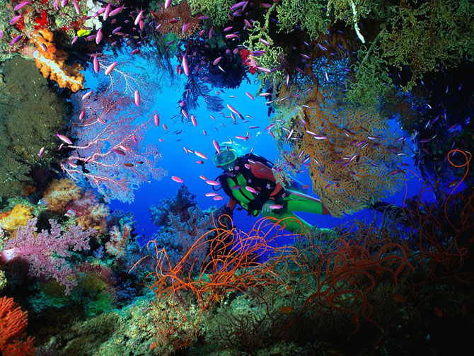 Кораллы – древнейшие существа на Земле (29 фото)