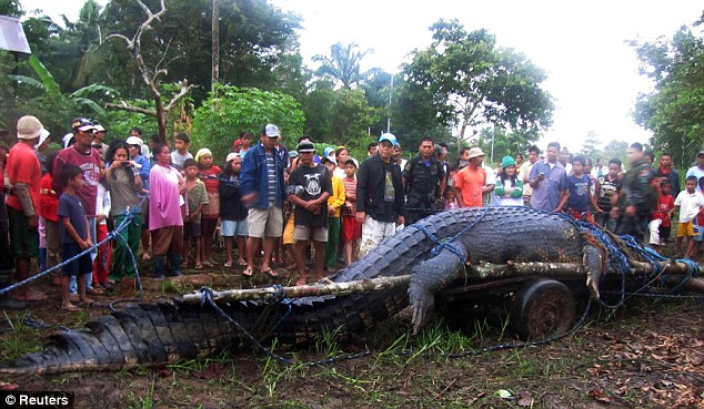 Пойман самый большой крокодил (2 фото + видео)