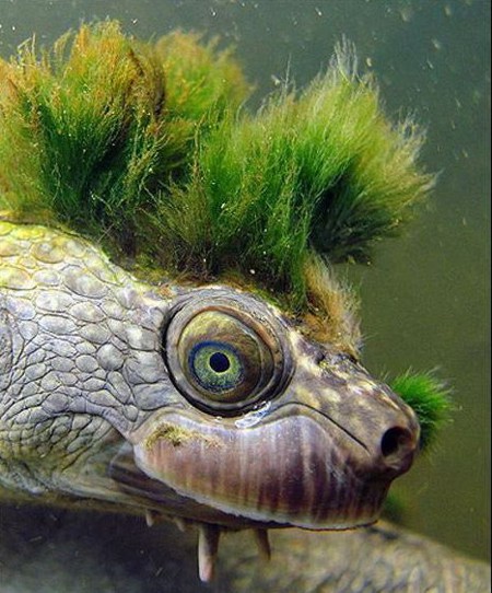 Панко-черепаха:) (11 фото)