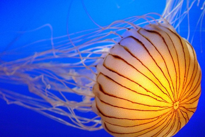 Краски подводного мира - медузы (16 фото)