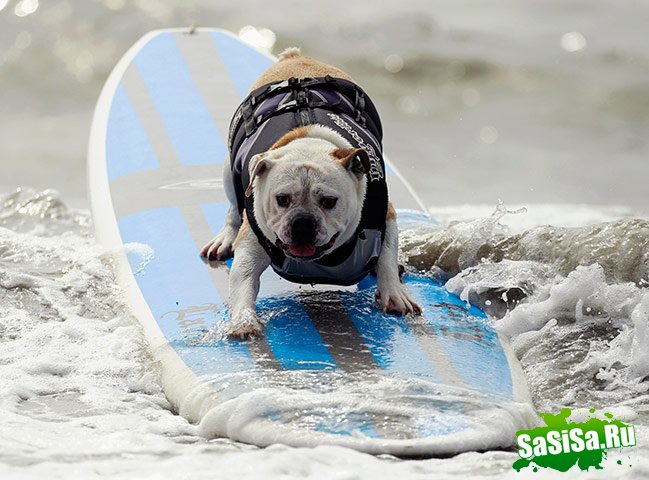 Соревнование собак-серферов (15 фото)