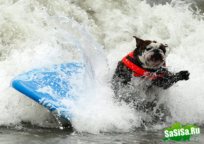 Соревнование собак-серферов (15 фото)