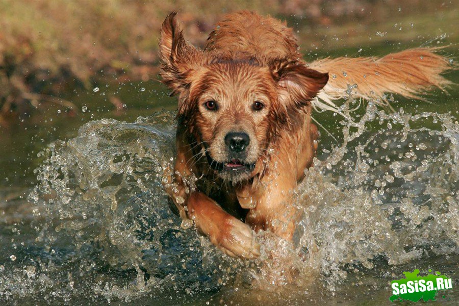 Десятка наиболее популярных пород собак на планете (10 фото)