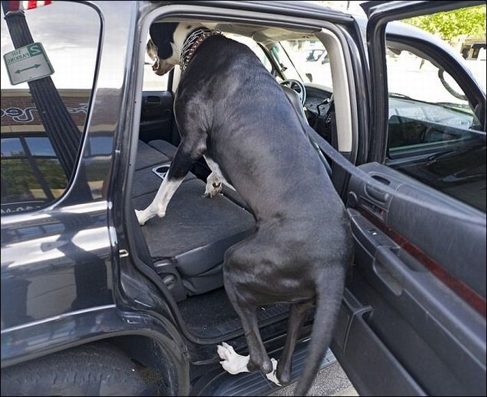 Самая высокая собака - дог Нова (3 фото)