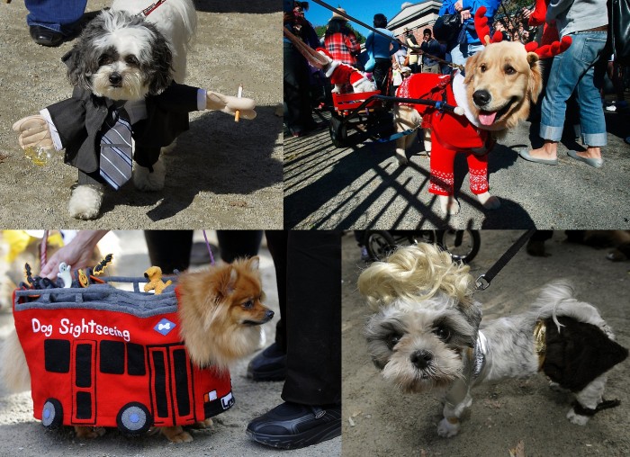 Собачий парад в честь Хэллоуина прошел в Нью-Йорке (27 фото)