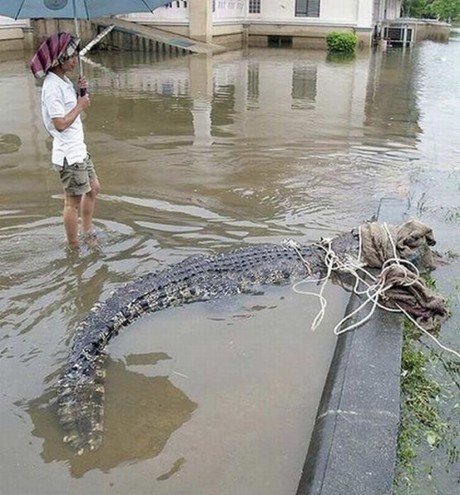 В Таиланде с крокодиловой фермы из-за наводнения сбежали крокодилы (20 фото)