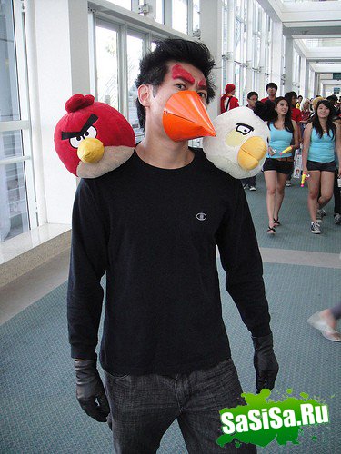    Angry Birds (13 )