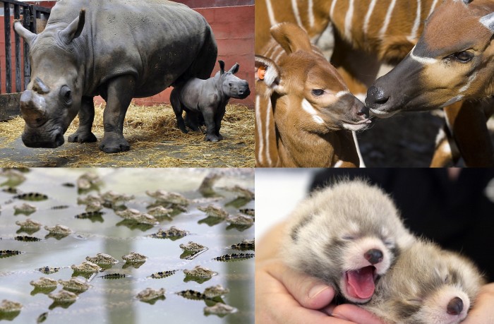 Фотографии детенышей животных со всего мира (20 фото)