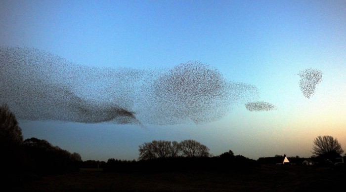 Воздушные танцы тысяч скворцов в небе над Шотландией (8 фото + видео)