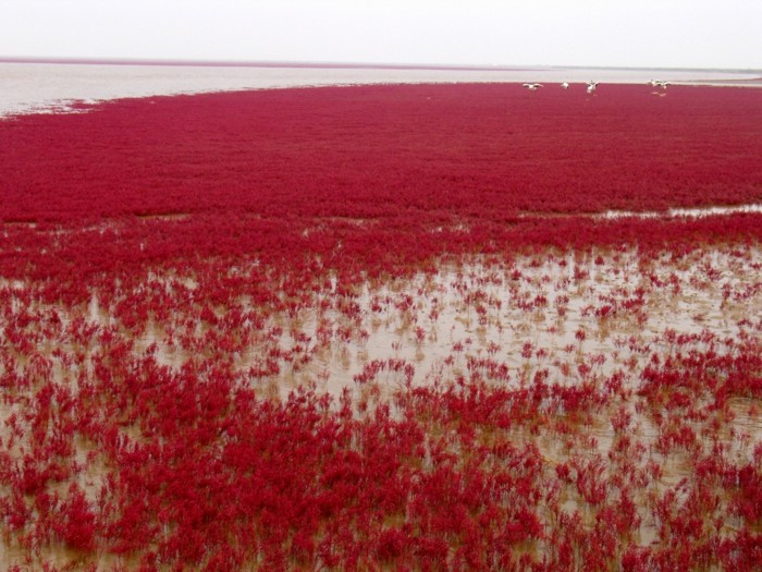 Красный пляж в Китае (7 фото)