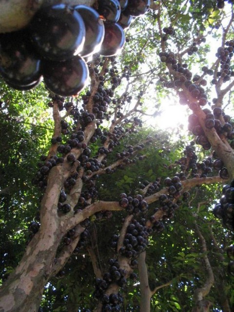 Джаботикаба - удивительное дерево (7 фото)