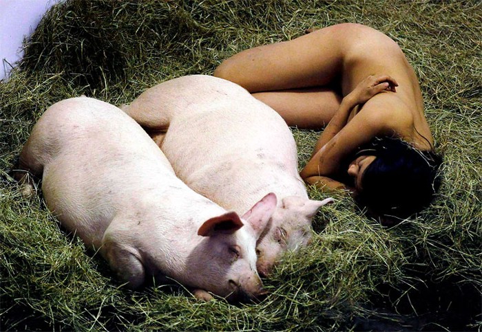 104 часа со свиньями (9 фото)