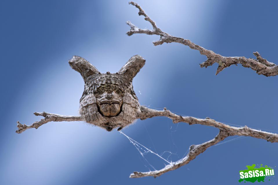 Половая жизнь пауков и насекомых (5 фото)