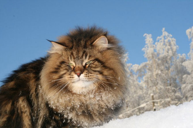 Сибирский кот Амур (20 фото)