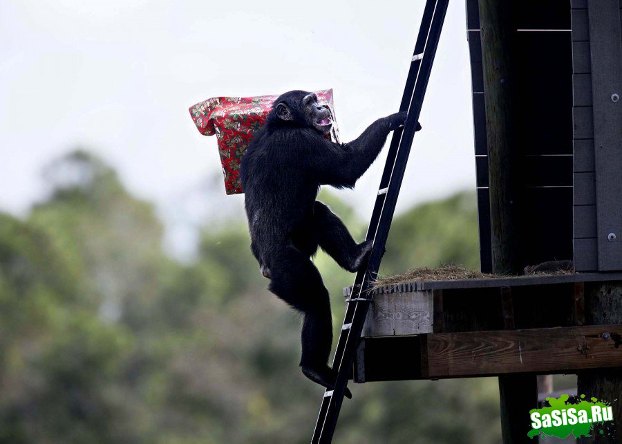 Рождество с шимпанзе (12 фото)