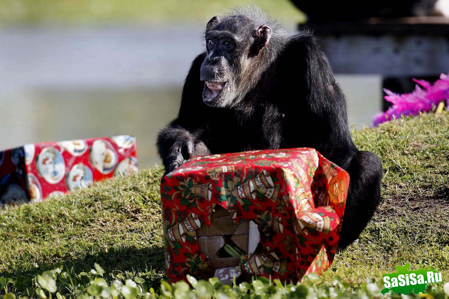 Рождество с шимпанзе (12 фото)