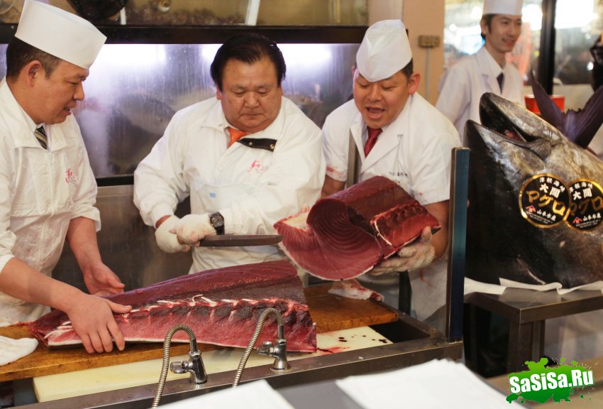 Самый большой в мире тунец пошел под нож в Японии (8 фото)