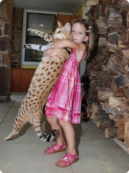 Ashera - самая высокая домашняя кошка (8 фото)