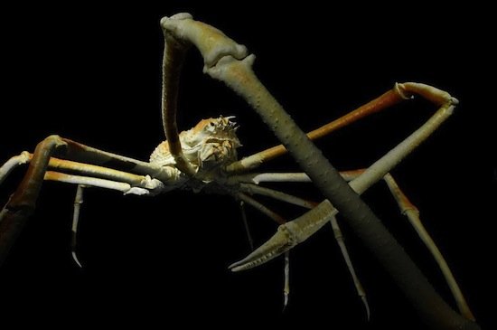 Длина ног японского краба-паука — 4 метра в размахе (2 фото)