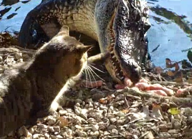 Кот побеждает крокодила (3 фото + видео)