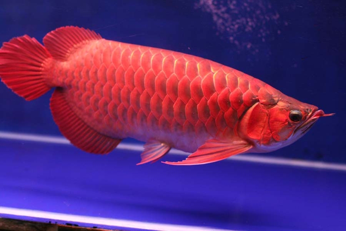 Красный Дракон. Король рыб в Китае (7 фото)
