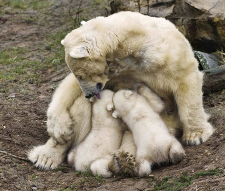 Белые медведи встречают весну (4 фото)