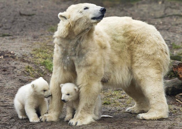 Белые медведи встречают весну (4 фото)