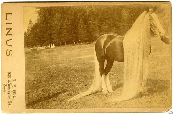 Линус - самая длинногривая и длиннохвостая лошадь в мире (6 фото)