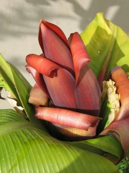 Как цветет банан (3 фото)