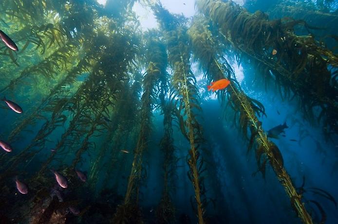 Подводный лес из водорослей (10 фото)